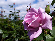 �������̃o���Ɛ�