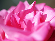 �s���N�̃o���i�}�N���j