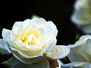 �����o���i�}�N���j