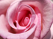 �s���N�̃o���i�}�N���j