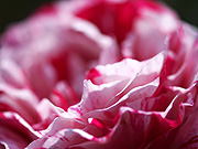 �ԂƔ��̃o���i�}�N���j