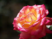 �o���i�}�N���j