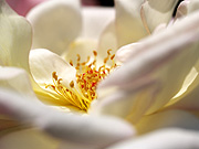 �����o���i�}�N���j