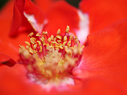 �I�����W�̃o���i�}�N���j