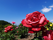 �Ԃ��o���Ɛ�