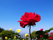 �Ԃ��o���Ɛ�