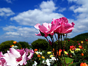 �s���N�̃o���Ɛ�