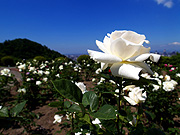 �����o���Ɛ�