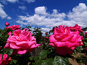 �s���N�̃o���Ɛ�