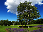 �����Ɛ�̕��i