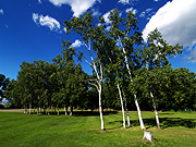 �����Ɛ�̕��i