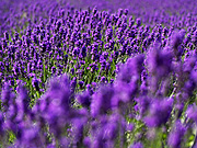 ���x���_�[��