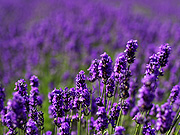 ���x���_�[��