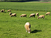 �r���u�̗r�̕��i