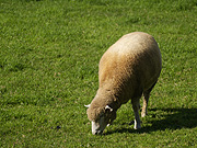 �r���u�̗r