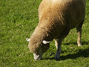 �r���u�̗r