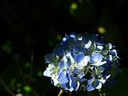 �ؘR����̎��z��