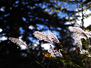 �������Ɛ�̕��i