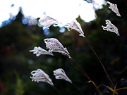 �������̕��i