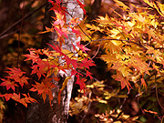 �g�t�̕��i