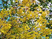 �g�t�̕��i