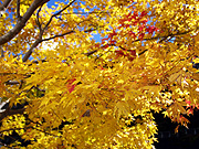 �g�t�̕��i