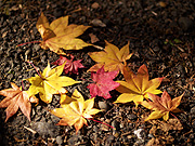 �g�t�̕��i