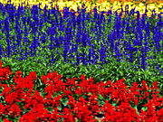 �t�@�[���x�c�̉Ԕ�