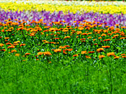 �t�@�[���x�c�̉Ԕ�