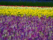 �t�@�[���x�c�̉Ԕ�