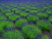 ���x�ǖ�E�t�@�[���x�c