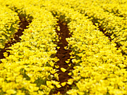 �t�@�[���x�c�̉Ԕ�