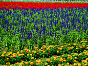 �t�@�[���x�c�̉Ԕ�