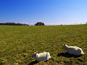 �n�C�W�q��