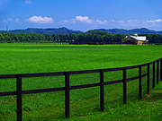 �����̖q�ꕗ�i