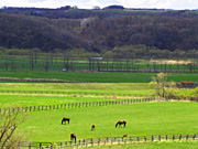 �q��̔n���i