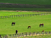 �q��̔n���i