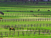 �q��̔n���i