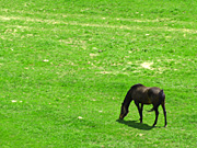 �q��̔n���i