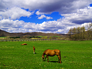 �q��̔n���i