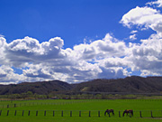 �q��̔n���i