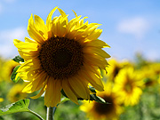 �Ђ܂��̗��̕��i