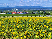 �Ђ܂��Ɩk�������̉w�̕��i