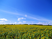 �Ђ܂��̗��̕��i