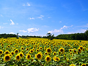 �Ђ܂��̗��̕��i