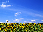 �Ђ܂��̗��̕��i