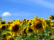 �Ђ܂��̗��̕��i