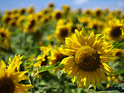 �Ђ܂��̗��̕��i