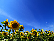 �Ђ܂��̗��̕��i