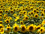 �Ђ܂��̗��̕��i